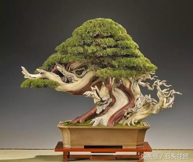 這些盆栽個個都是精品,可謂是價值連城,有的比一套房都貴