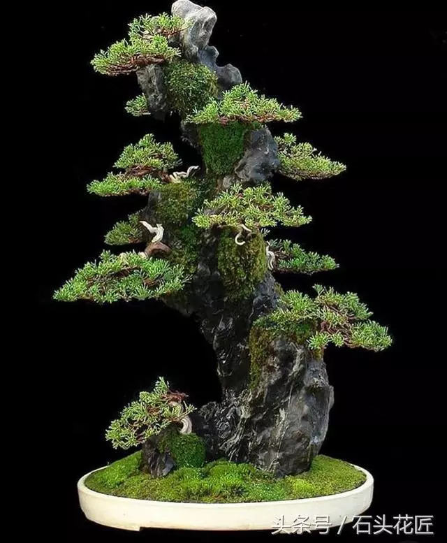 這些盆栽個個都是精品,可謂是價值連城,有的比一套房都貴