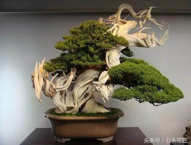 這些盆栽個個都是精品,可謂是價值連城,有的比一套房都貴