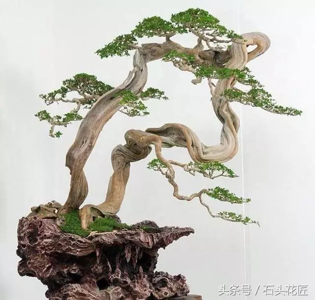 這些盆栽個個都是精品,可謂是價值連城,有的比一套房都貴
