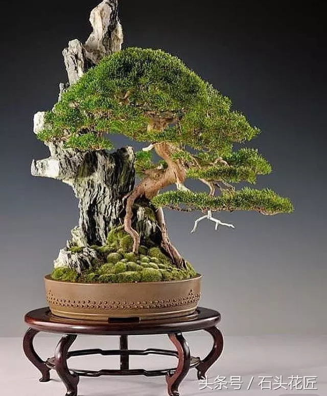 這些盆栽個個都是精品,可謂是價值連城,有的比一套房都貴