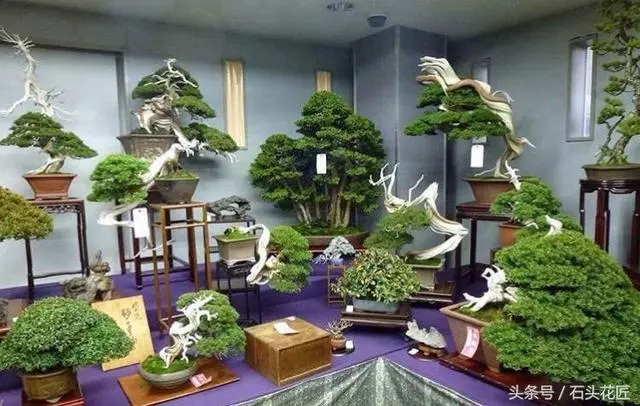 這些盆栽個個都是精品,可謂是價值連城,有的比一套房都貴