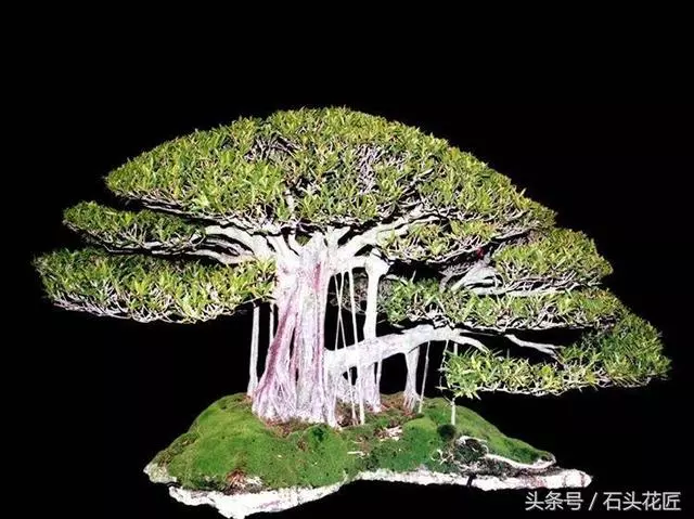 這些盆栽個個都是精品,可謂是價值連城,有的比一套房都貴