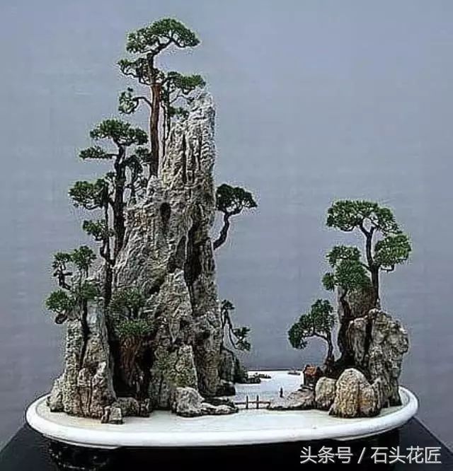 這些盆栽個個都是精品,可謂是價值連城,有的比一套房都貴