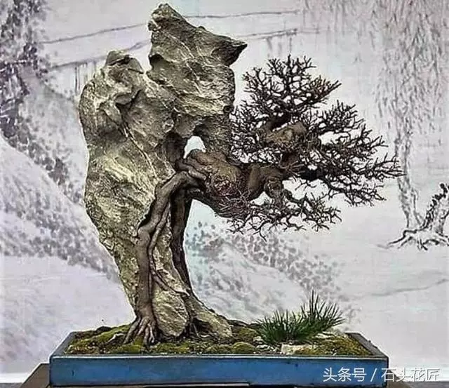 這些盆栽個個都是精品,可謂是價值連城,有的比一套房都貴