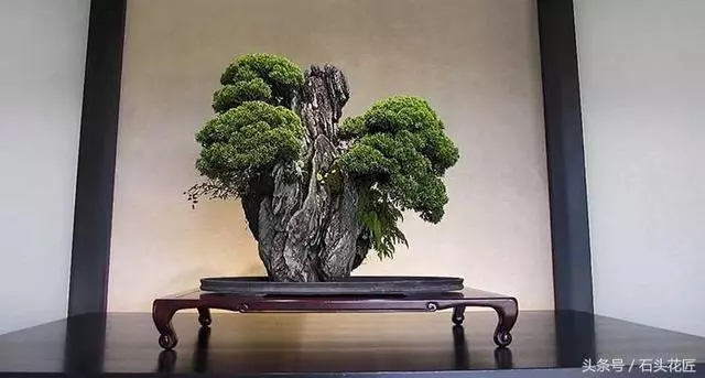 這些盆栽個個都是精品,可謂是價值連城,有的比一套房都貴