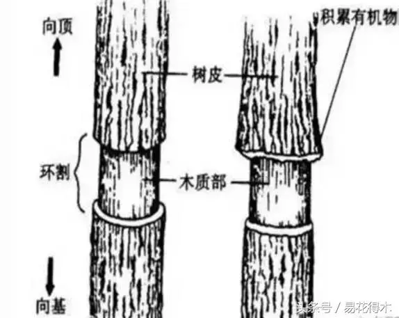 盆景環剝技術的效用及手法