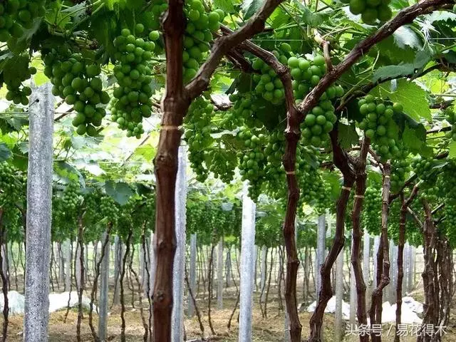 盆景環剝技術的效用及手法
