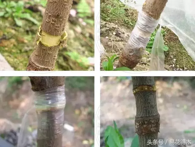 盆景環剝技術的效用及手法
