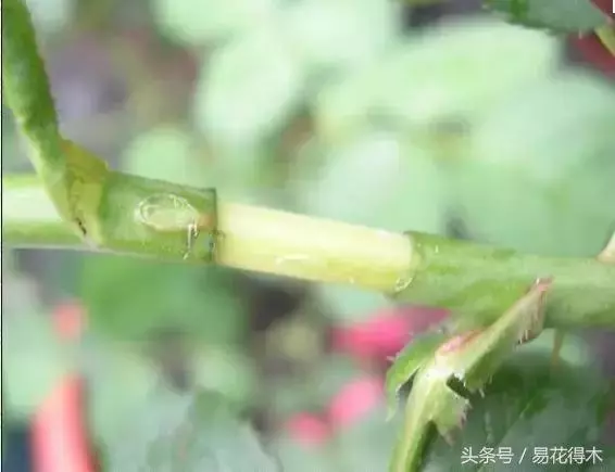 盆景環剝技術的效用及手法