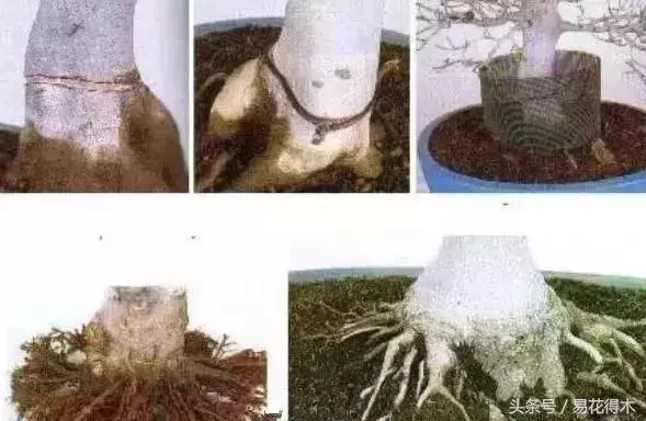 盆景環剝技術的效用及手法