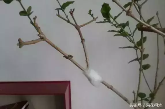 盆景環剝技術的效用及手法