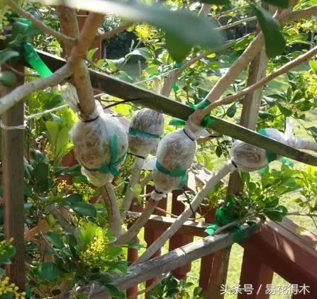 盆景環剝技術的效用及手法