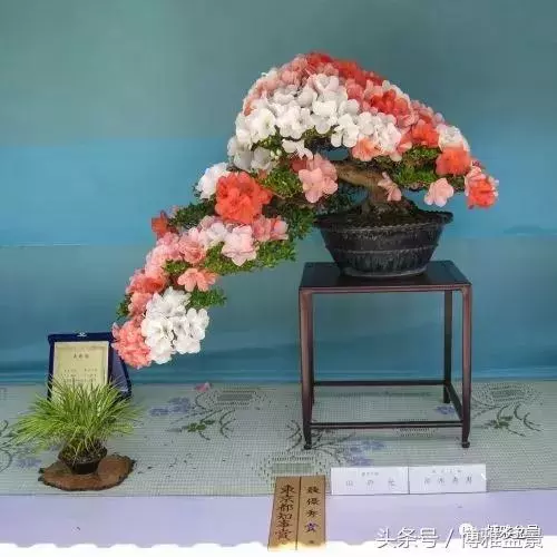 那些猶如神龍探海的盆景怎麼做成的?