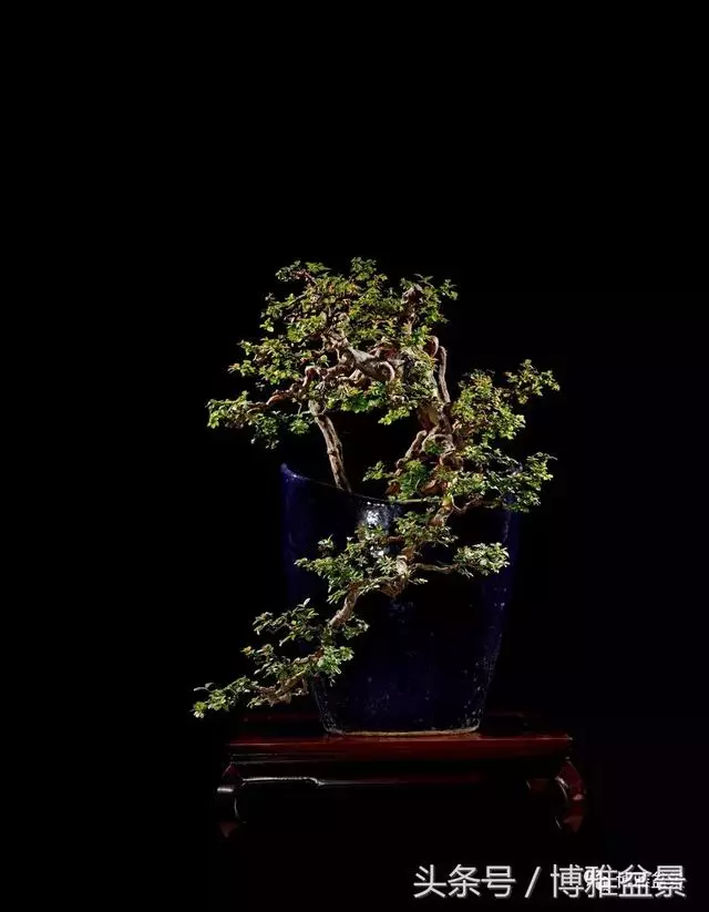 那些猶如神龍探海的盆景怎麼做成的?