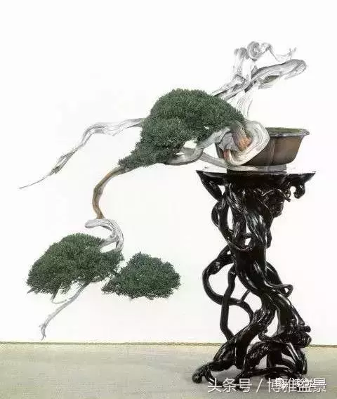 那些猶如神龍探海的盆景怎麼做成的?