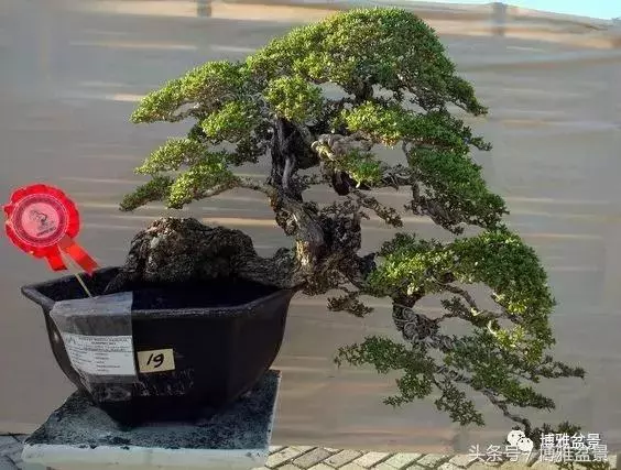 那些猶如神龍探海的盆景怎麼做成的?