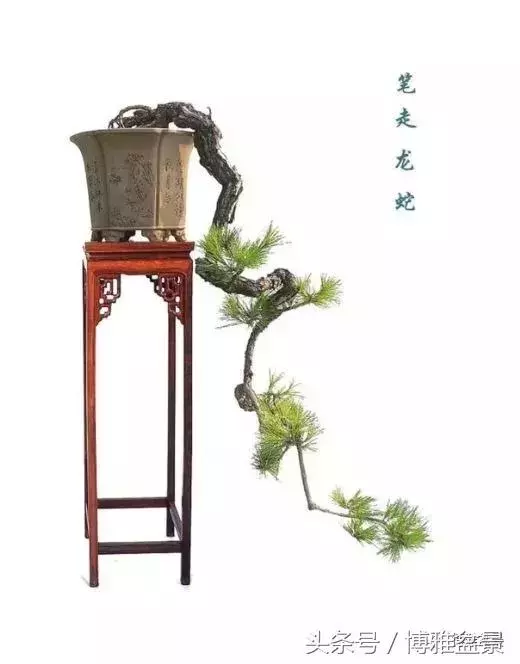 那些猶如神龍探海的盆景怎麼做成的?