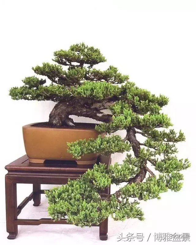 那些猶如神龍探海的盆景怎麼做成的?