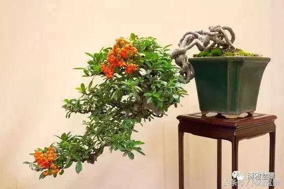 那些猶如神龍探海的盆景怎麼做成的?