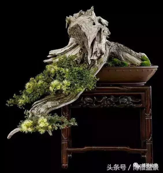 那些猶如神龍探海的盆景怎麼做成的?