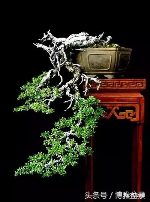 那些猶如神龍探海的盆景怎麼做成的?