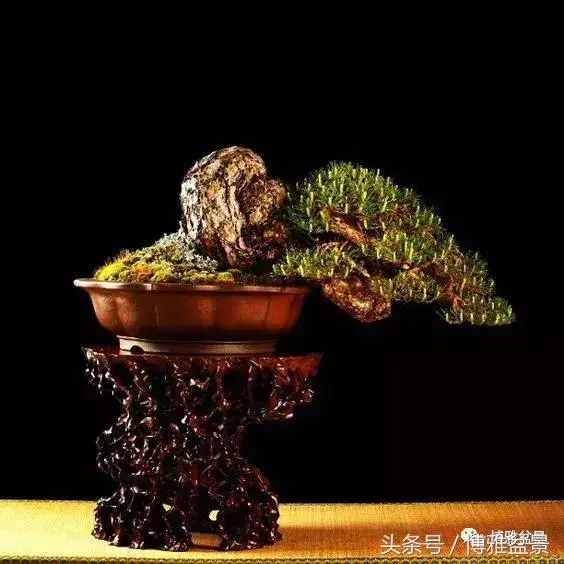那些猶如神龍探海的盆景怎麼做成的?