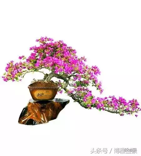 那些猶如神龍探海的盆景怎麼做成的?