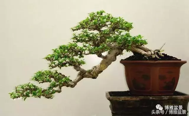 那些猶如神龍探海的盆景怎麼做成的?