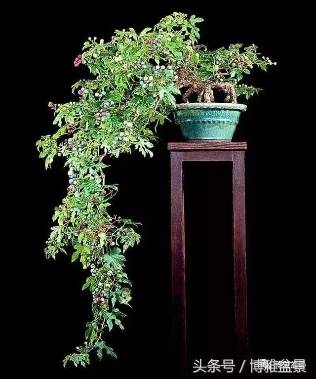 那些猶如神龍探海的盆景怎麼做成的?