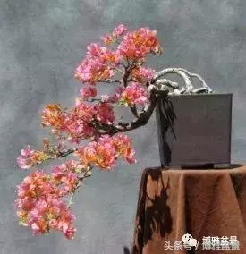 那些猶如神龍探海的盆景怎麼做成的?