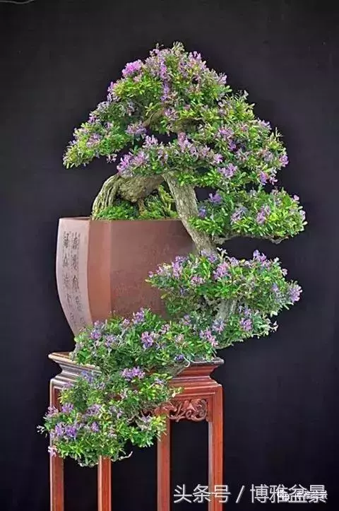 那些猶如神龍探海的盆景怎麼做成的?