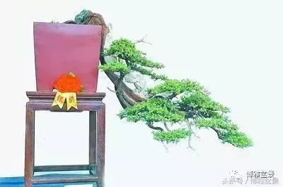 那些猶如神龍探海的盆景怎麼做成的?
