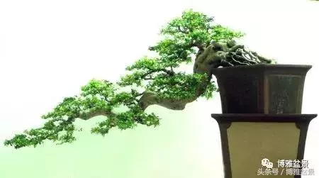 那些猶如神龍探海的盆景怎麼做成的?