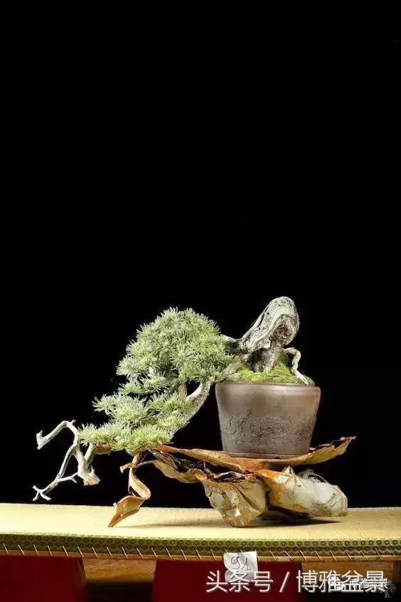 那些猶如神龍探海的盆景怎麼做成的?