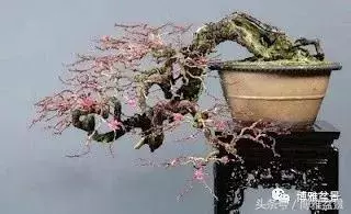 那些猶如神龍探海的盆景怎麼做成的?