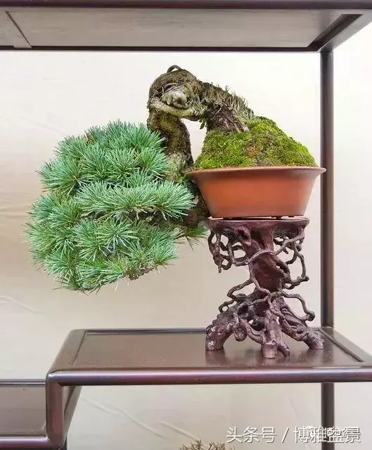 那些猶如神龍探海的盆景怎麼做成的?