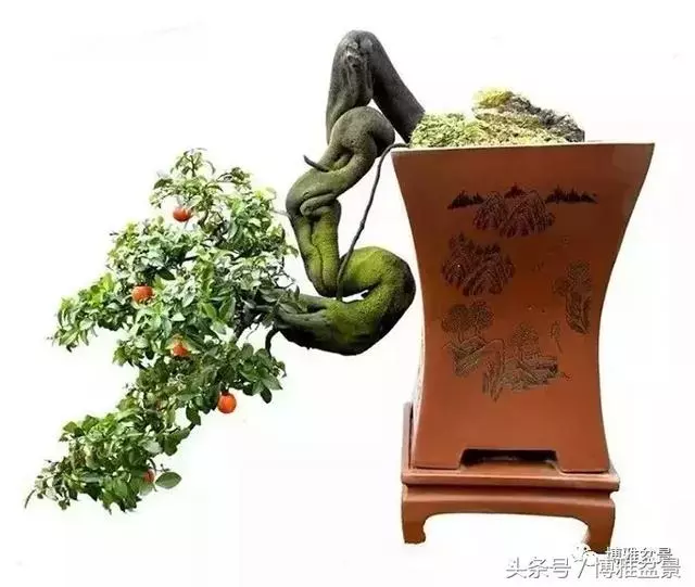 那些猶如神龍探海的盆景怎麼做成的?