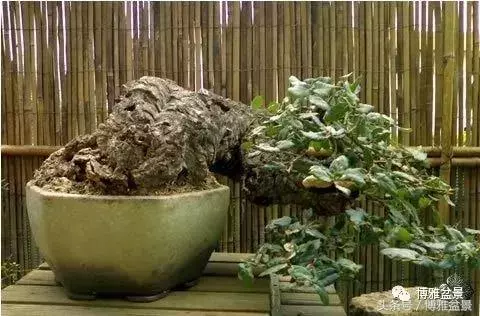 那些猶如神龍探海的盆景怎麼做成的?