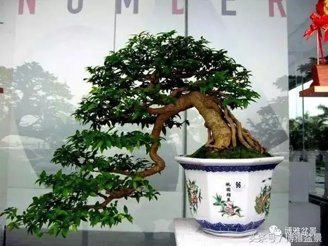 那些猶如神龍探海的盆景怎麼做成的?