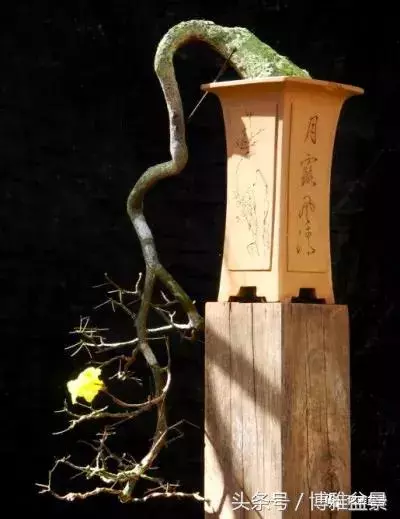 那些猶如神龍探海的盆景怎麼做成的?