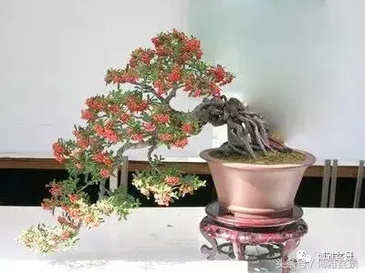 那些猶如神龍探海的盆景怎麼做成的?