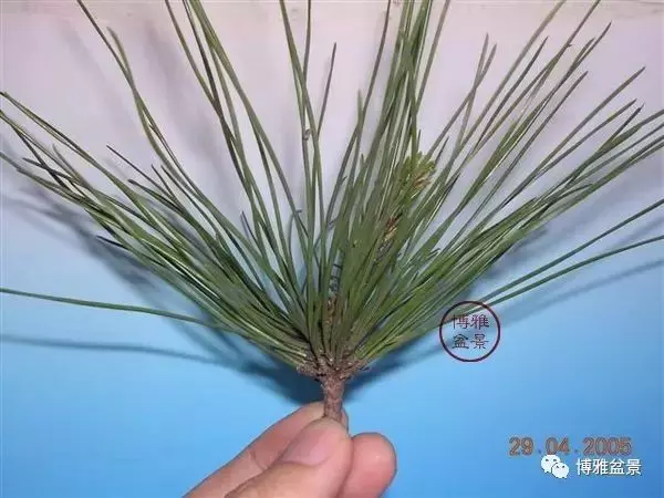 有沒有覺得黑松短葉法很「高 大 上」?親手做幾次你就知道了!