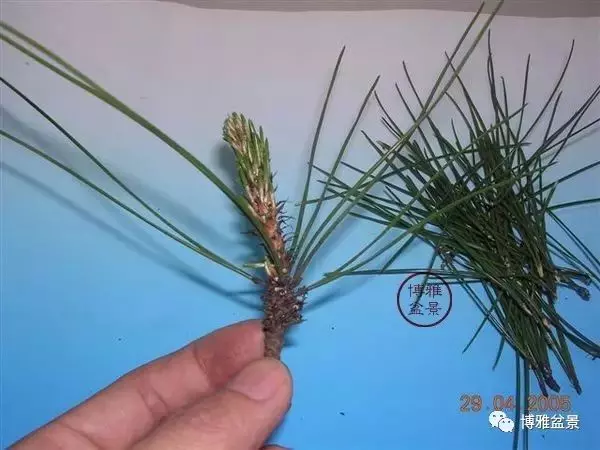 有沒有覺得黑松短葉法很「高 大 上」?親手做幾次你就知道了!