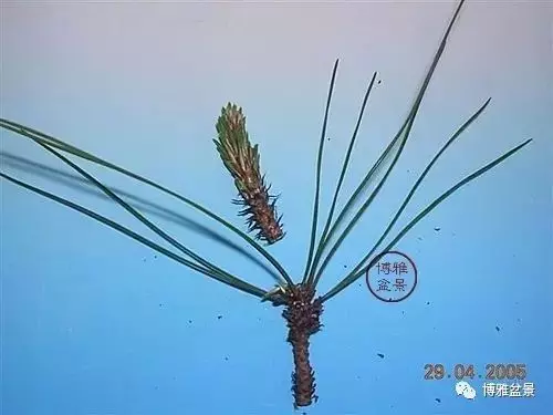 有沒有覺得黑松短葉法很「高 大 上」?親手做幾次你就知道了!