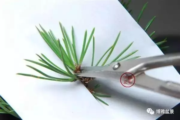 有沒有覺得黑松短葉法很「高 大 上」?親手做幾次你就知道了!