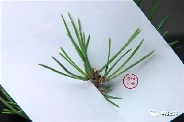 有沒有覺得黑松短葉法很「高 大 上」?親手做幾次你就知道了!