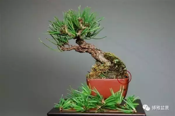 有沒有覺得黑松短葉法很「高 大 上」?親手做幾次你就知道了!