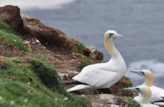英國一海島吸引七億海鳥,45年堆積15米高的鳥屎,臭到你想不到