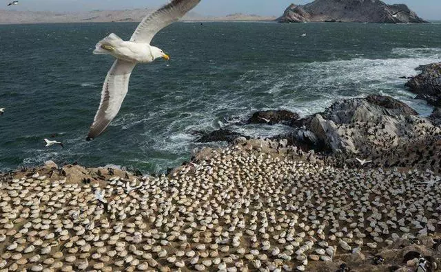英國一海島吸引七億海鳥,45年堆積15米高的鳥屎,臭到你想不到